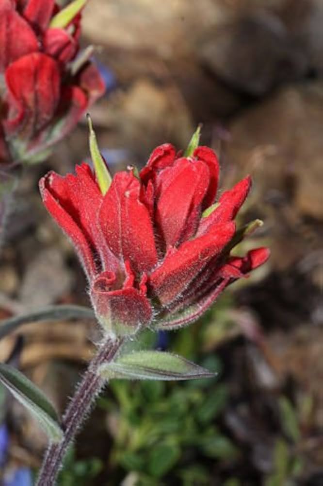 Indian Paintbrush Castilleja Indivisa Seeds for Planting Wild Garden Flower Border