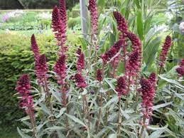 Lysimachia Flower seeds blooming in flower beds, containers, borders, and pollinator-friendly gardens