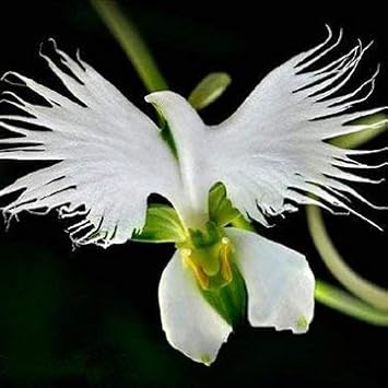Egret Orchids Flower seeds for Planting Seasonal Bloomer Heirloom & GMO Free Seeds for Home Garden
Sale for planting in home garden