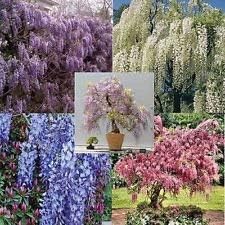 Mix Wisteria Flower seeds blooming in flower beds, containers, borders, and pollinator-friendly gardens
