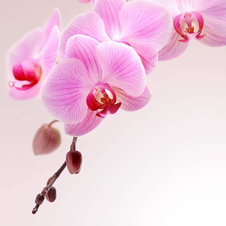 Mini Orchid Phalaenopsis Bonsai Flower Seeds