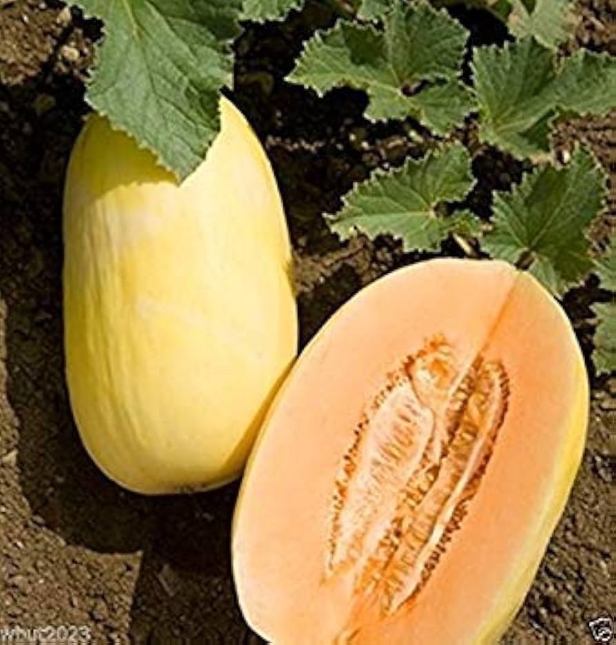 Apple Melon Seeds for Planting Cucumis melo for vegetable beds and sunny garden plots