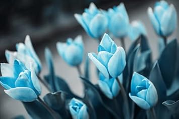 Light Yellow Crocus Flower Seeds for Planting Colorful Display Heirloom & GMO Free Seeds for Home Garden
Sale for planting in home garden