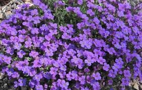 Aubrieta Violet Flower seeds for Planting - Shade Tolerant, Heirloom & GMO Free Seeds for Home Garden
Sale seeds for planting in home garden