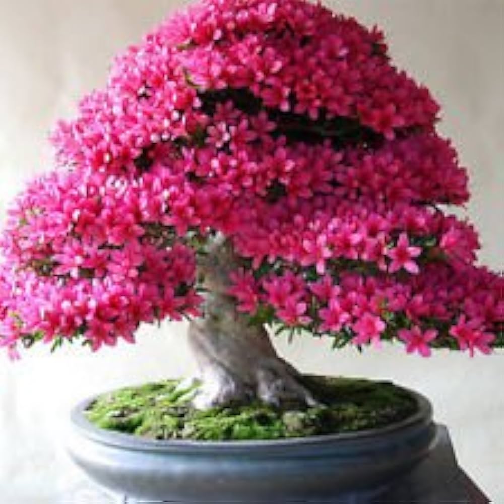 Rare Bonsai Hot Rose & Pink Azalea Seeds for Colorful Garden Blooms
