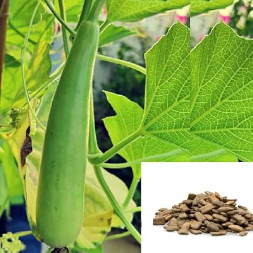 Bottle Gourd Lagenaria siceraria Vegetable Seeds for Planting in Vegetable Patch