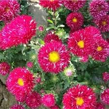 Pink Carnation Dianthus Caryophyllus Seeds for Planting Premium Quality Heirloom & GMO Free Seeds for Home Garden
Sale for planting in home garden