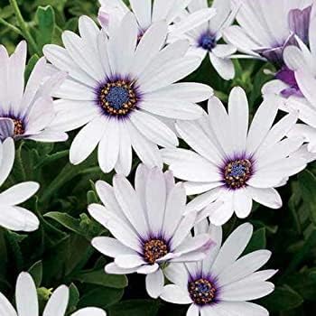 Osteospermum White Flower seeds for Planting - Fragrant Blossoms, Heirloom & GMO Free Seeds for Home Garden
Sale for planting in home garden