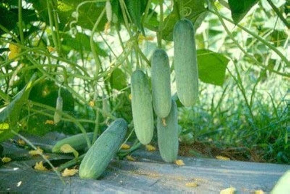 Cucumber Seeds in Giant Bonsai for Planting vegetable patch