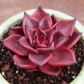 Echeveria Agavoides Romeo Flower seeds for Planting - Compact Growth, Heirloom & GMO Free Seeds for Home Garden
Sale seeds for home garden