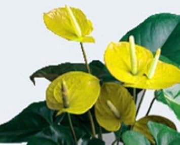 Yellow Anthurium Andraeanu Flower seeds for Planting - Vibrant Colors, Heirloom & GMO Free Seeds for Home Garden
Sale seeds for home garden