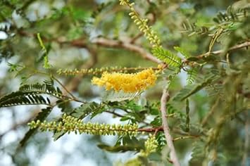Prosopis Cineraria Tree Seeds for Planting - Cottage Garden Essential, Heirloom & GMO Free Seeds for Home Garden
Sale seeds for home garden