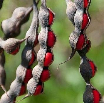 Texas Mountain Laurel Mescal Bean Flower seeds for Planting - Shade Tolerant, Heirloom & GMO Free Seeds for Home Garden
Sale seeds for home garden