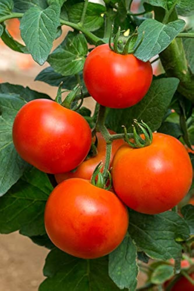Tomato Solanum lycopersicum Seeds for Planting urban garden home garden - Evergrowseeds