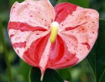 Yellow Black Fuchsia Hybrida Flower Seeds Drought Tolerant Heirloom & GMO Free Seeds for Home Garden
Sale for planting in home garden