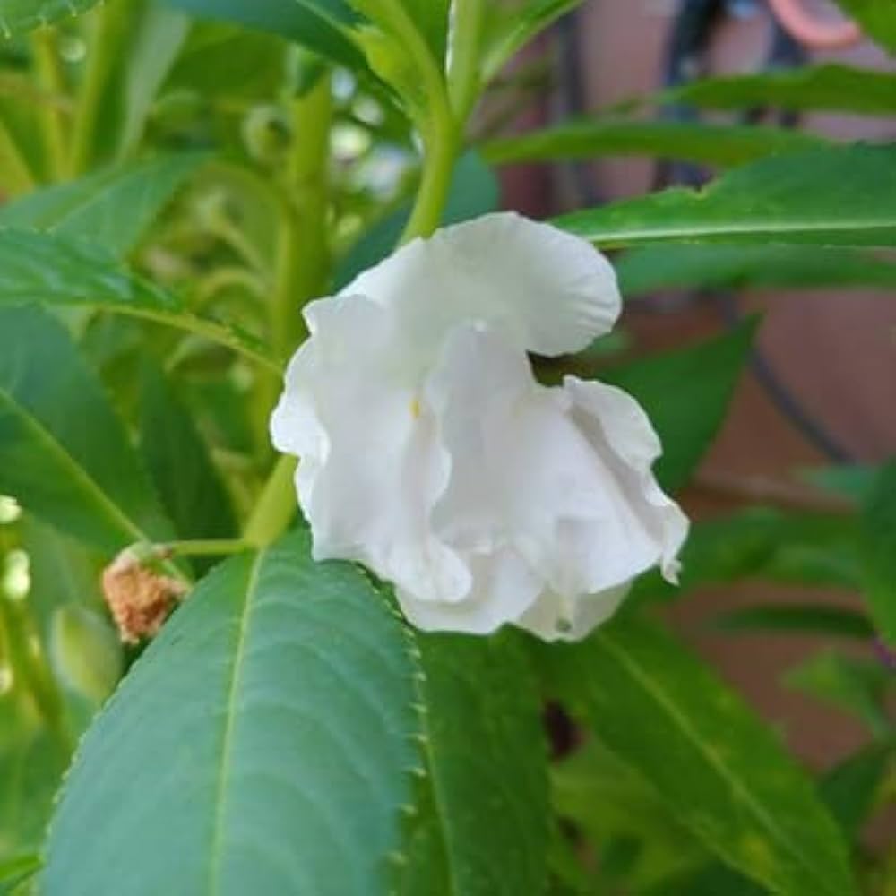 Balsam Flower Seeds for Planting