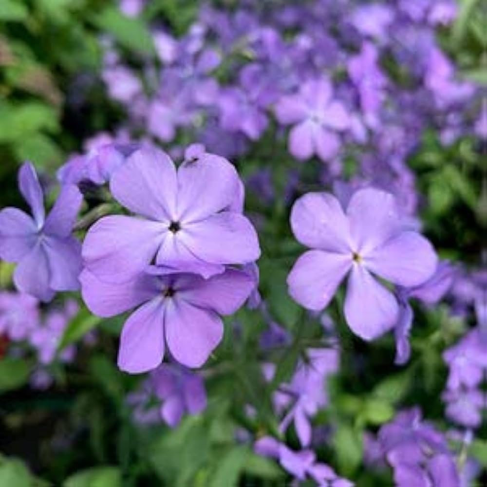 Mountain Phlox Phlox paniculata Flower Seeds for Planting in Garden and Flower Bed
