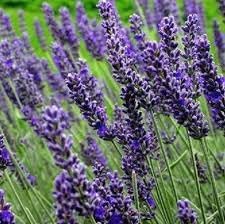 Munstead Lavender Flower seeds for Planting - Seasonal Bloomer, Heirloom & GMO Free Seeds for Home Garden
Sale seeds for home garden
