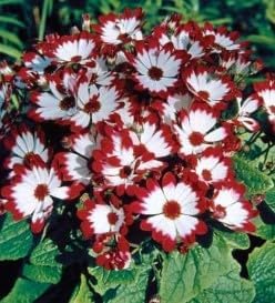 Sea Blue Hibiscus Flower Seeds for Planting – Heirloom NonGMO BorderFriendly Organic Garden Seeds with High Germination
Sale for planting in home garden