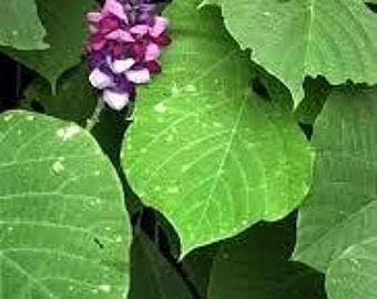 Kudzu Pueraria Lobata Flower seeds for Planting - Easy to Grow, Heirloom & GMO Free Seeds for Home Garden
Sale seeds for home garden