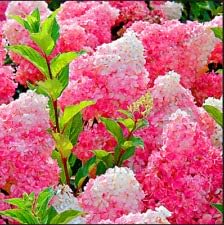 Vanilla Strawberry Hydrangea Flower seeds for Planting - Fragrant Blossoms, Heirloom & GMO Free Seeds for Home Garden
Sale seeds for home garden