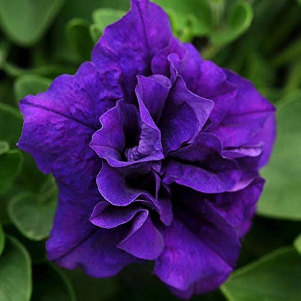 Petunia Freiheit Lilac Halo Pelletized Petunia Seeds for Planting Graceful Lilac Blooms