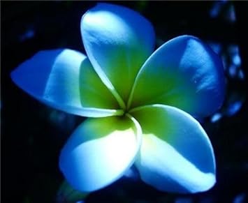 Plumeria Flower seeds for Planting - Long Bloom Season, Heirloom & GMO Free Seeds for Home Garden
Sale seeds for home garden