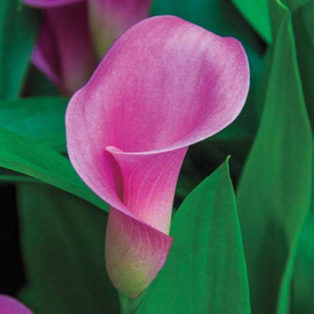 Calla Lily Seeds for Planting - Ideal for Home Garden & Flower Bed