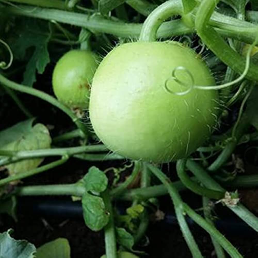 Round Calabasita Melon Vegetable Seeds Cucurbita pepo for Planting in Vegetable Patch
