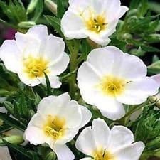 White Evening Primrose Flower seeds for Planting - Compact Growth, Heirloom & GMO Free Seeds for Home Garden
Sale seeds for home garden