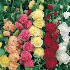 Mallow Alcea Rosea Flower seeds blooming in flower beds, containers, borders, and pollinator-friendly gardens