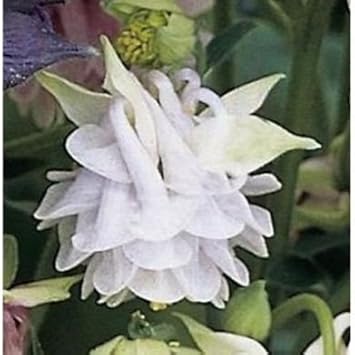 Aquilegia Lace Flower seeds for Planting - Compact Growth, Heirloom & GMO Free Seeds for Home Garden
Sale seeds for planting in home garden