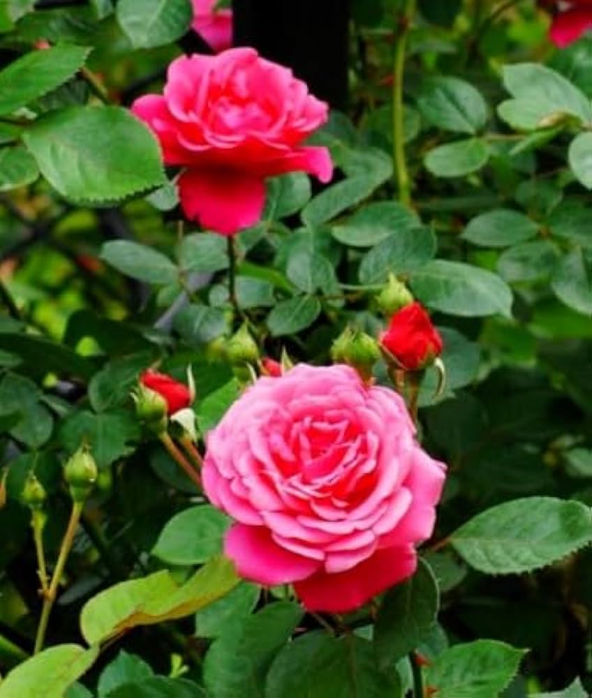 Climbing Rose Rosa spp. Seeds for Planting - Perfect for Flower Bed & Home Garden