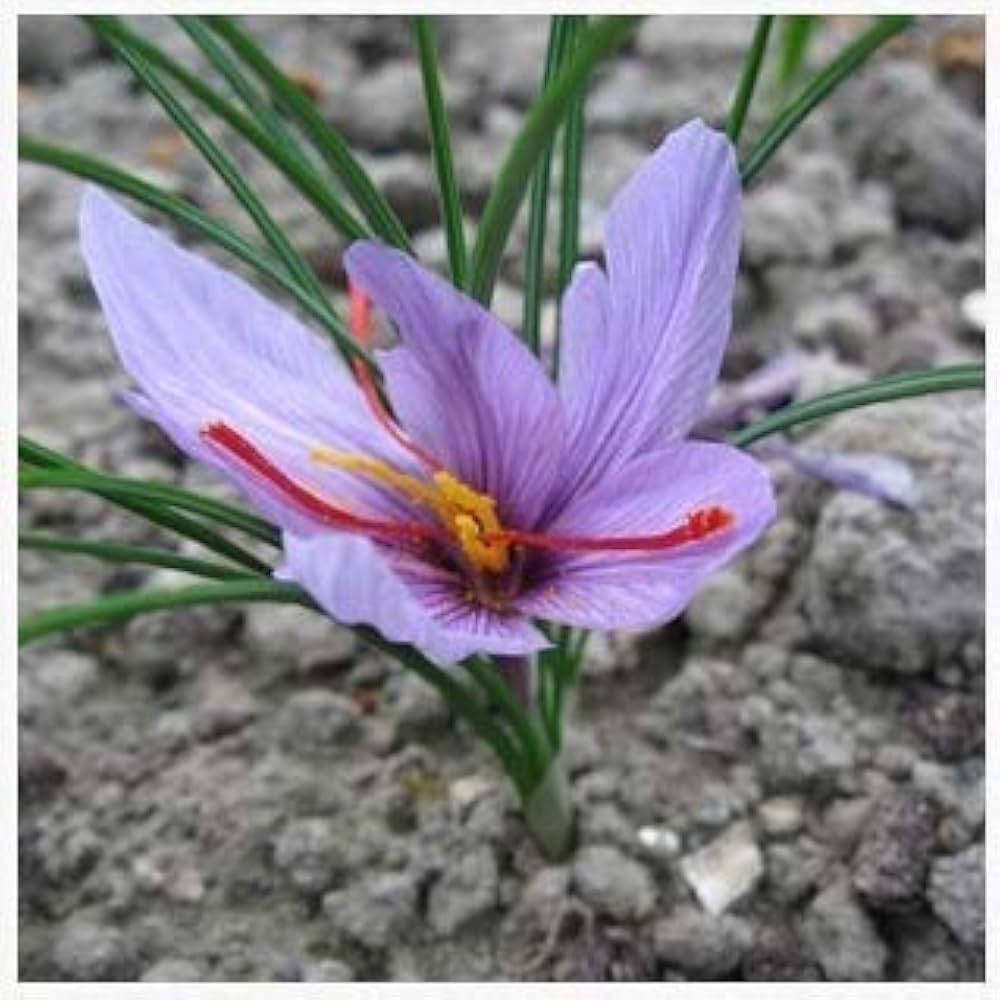 Saffron Flower Seeds (Crocus Sativus) for Gourmet Spice Harvest