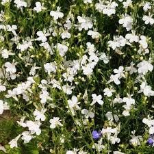 Lobelia Regatta White Long-Lasting Seed for Plantings for Planting for Beautiful White Lobelia Heirloom Non-GMO Seeds