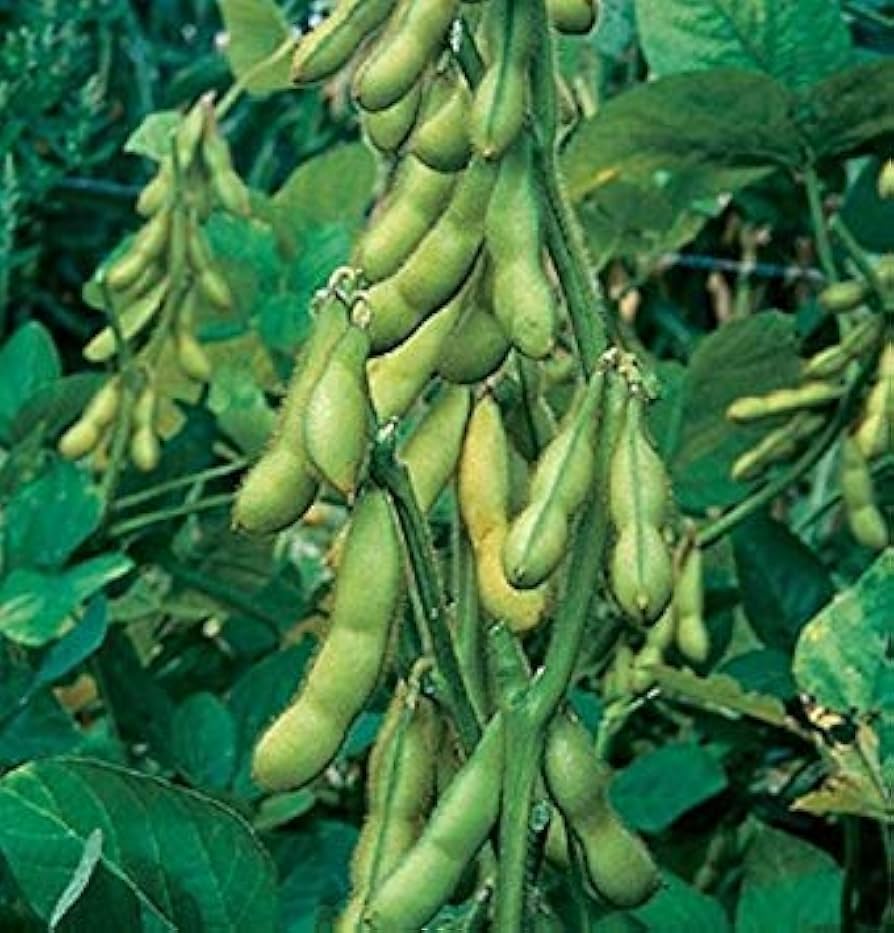 Edamame Vegetable Seeds - Easy Planting for Home Gardens