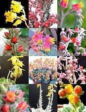 Mixed Echeveria Flower seeds for Planting - Fragrant Blossoms, Heirloom & GMO Free Seeds for Home Garden
Sale for planting in home garden.