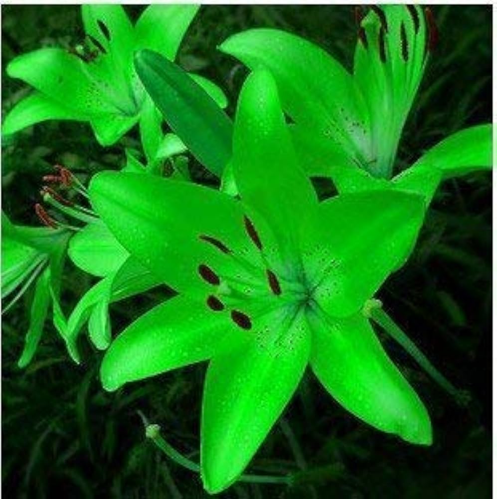 Blue Heart Lily Seeds for Planting in Flower Bed & Home Garden