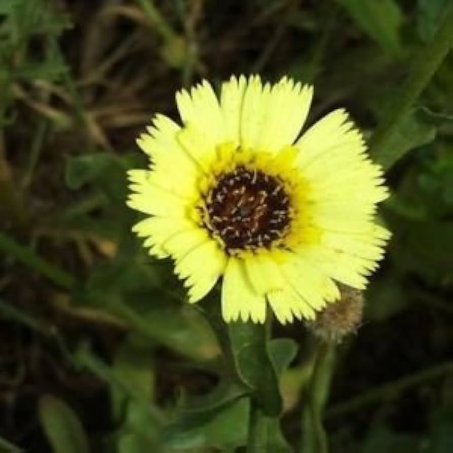 Tolpis Umbrella Milkwort Tolpis barbata Seeds for Planting - Perfect for Flower Bed & Drought-Tolerant Garden