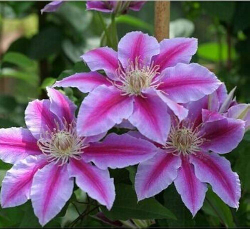 Peach Clematis Flower seeds for Planting - Colorful Display, Heirloom & GMO Free Seeds for Home Garden
Sale seeds for home garden