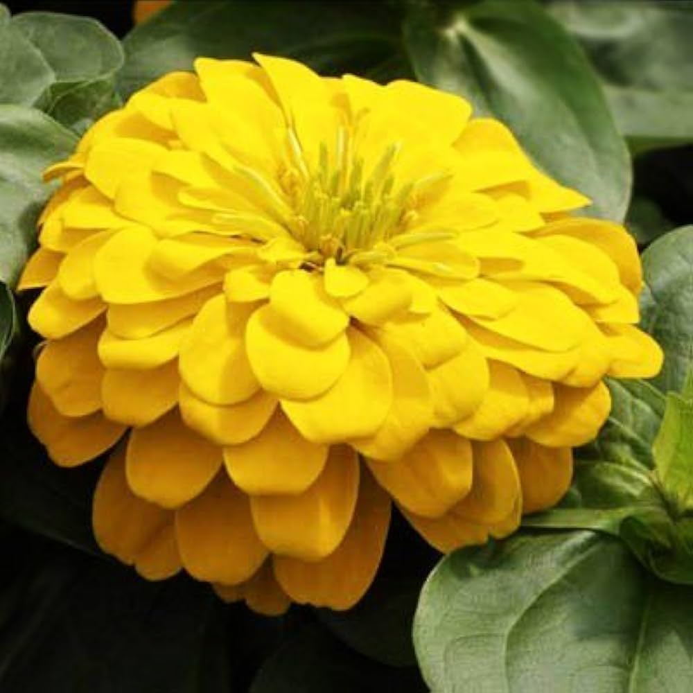 Yellow Zinnia Elegans Flower seeds for Planting - Premium Quality, Heirloom & GMO Free Seeds for Home Garden
