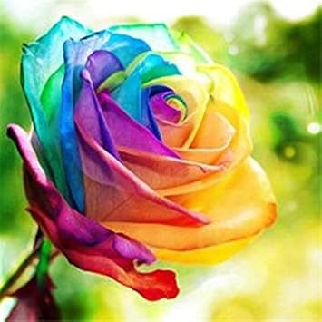 Rainbow Rose Flower seeds for Planting - Garden Favorite, Heirloom & GMO Free Seeds for Home Garden
Sale seeds for home garden