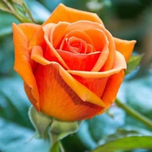 Orange Snow Rose Flower Seeds for Planting Colorful Display Heirloom & GMO Free Seeds for Home Garden
Sale