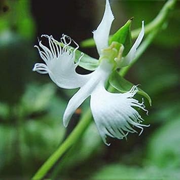 Egret Flower seeds for Planting Cut Flower Favorite Heirloom & GMO Free Seeds for Home Garden
Sale for planting in home garden