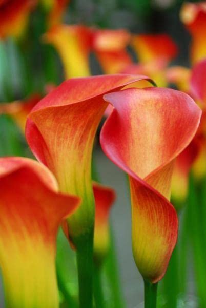 Calla Flower Seeds Red Yellow Flower seeds for Planting - Easy to Grow, Heirloom & GMO Free Seeds for Home Garden