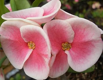 Pink Euphorbia Flower seeds blooming in flower beds, containers, borders, and pollinator-friendly gardens