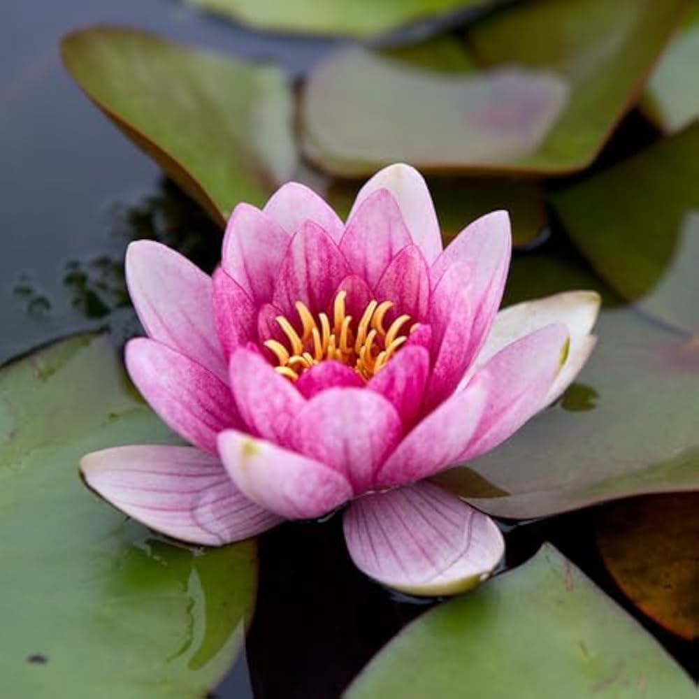 Loto Flower Nelumbo Nucifera Seeds for Planting - Beautiful Blooms for Pond & Flower Bed