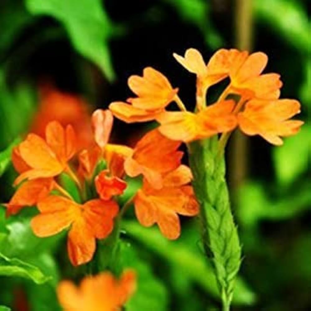 Firecracker Flower seeds blooming in flower beds, containers, borders, and pollinator-friendly gardens