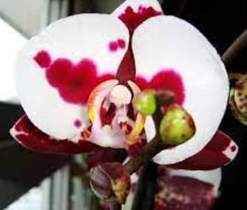 White Red Phalaenopsis Orchid Flower seeds for Planting - Fragrant Blossoms, Heirloom & GMO Free Seeds for Home Garden
Sale seeds for home garden