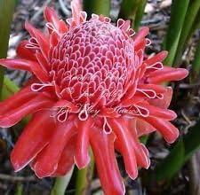 Pink Etlingera Flower seeds blooming in flower beds, containers, borders, and pollinator-friendly gardens